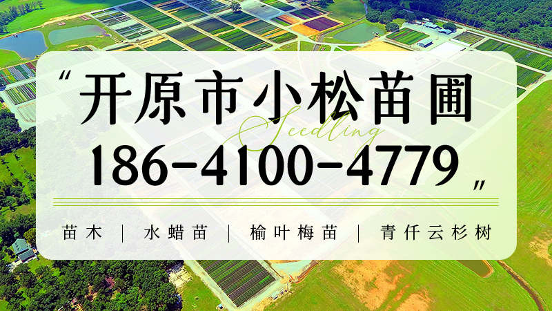 2026年开原产地直供指南：开原产地开原丛生水曲柳树、红枫树联系电话哪家好？基于苗木行业关键参数与企业实力的差异化推荐