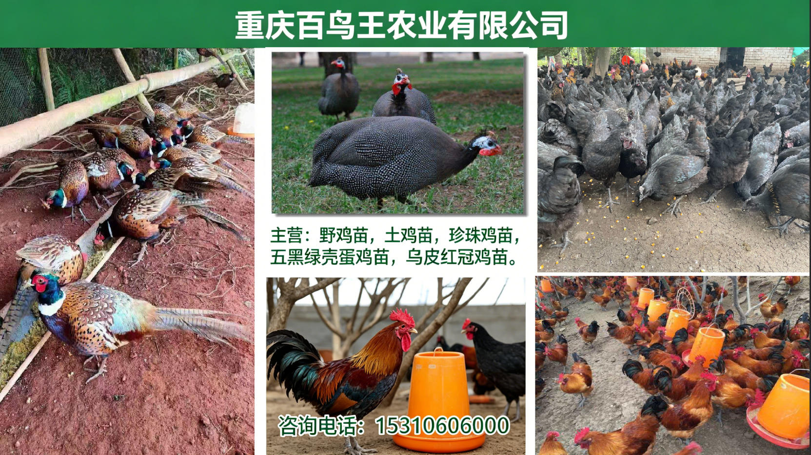 2026年高产毛鸡苗、笨鸡苗多少钱指南：聚焦毛鸡苗、笨鸡苗行业趋势，深度解析五家优质企业的差异化优势