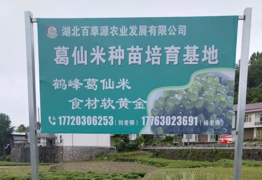 2026年湖北葛仙米原产地深度探访指南：聚焦规模化种植与销售新格局，解析核心产区的差异化优势