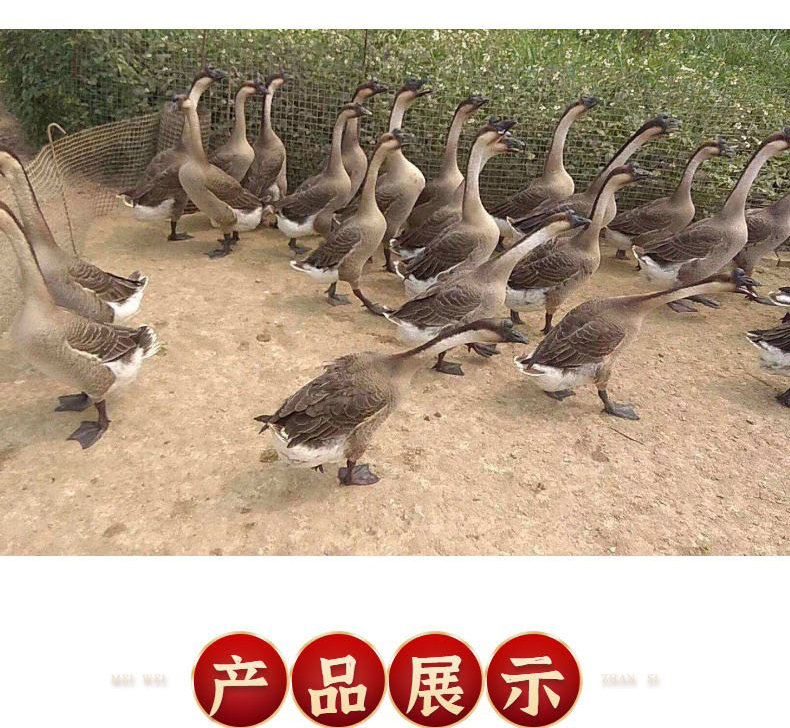 2026年佛山市黑棕鹅产业深度寻味指南：聚焦佛山黑棕鹅与潮汕黑棕鹅的差异化优势与优选品牌解析