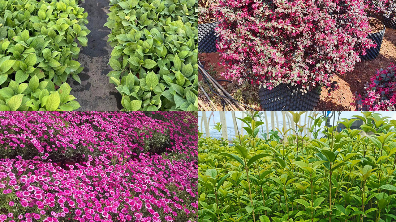 2026年苗圃供应欧洲荚迷小杯苗与春羽苗种植基地深度解析：聚焦优质种源，甄选五大卓越供应商