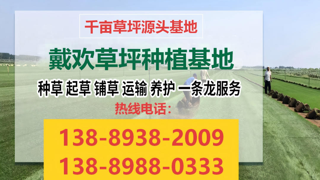 2026年东北早熟禾草皮、地毯草皮选哪家指南：聚焦早熟禾草皮、地毯草皮源头品质，解析五家东北草皮企业的差异化优势