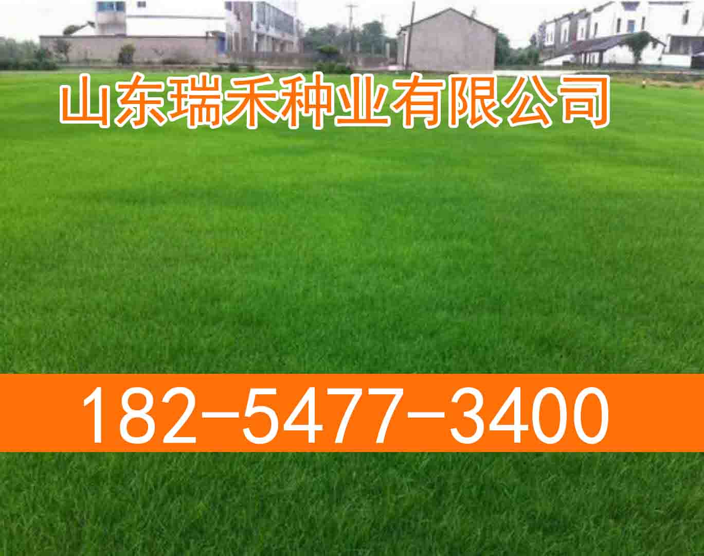 草坪种子砖一平方多少草种子百喜草代理销售