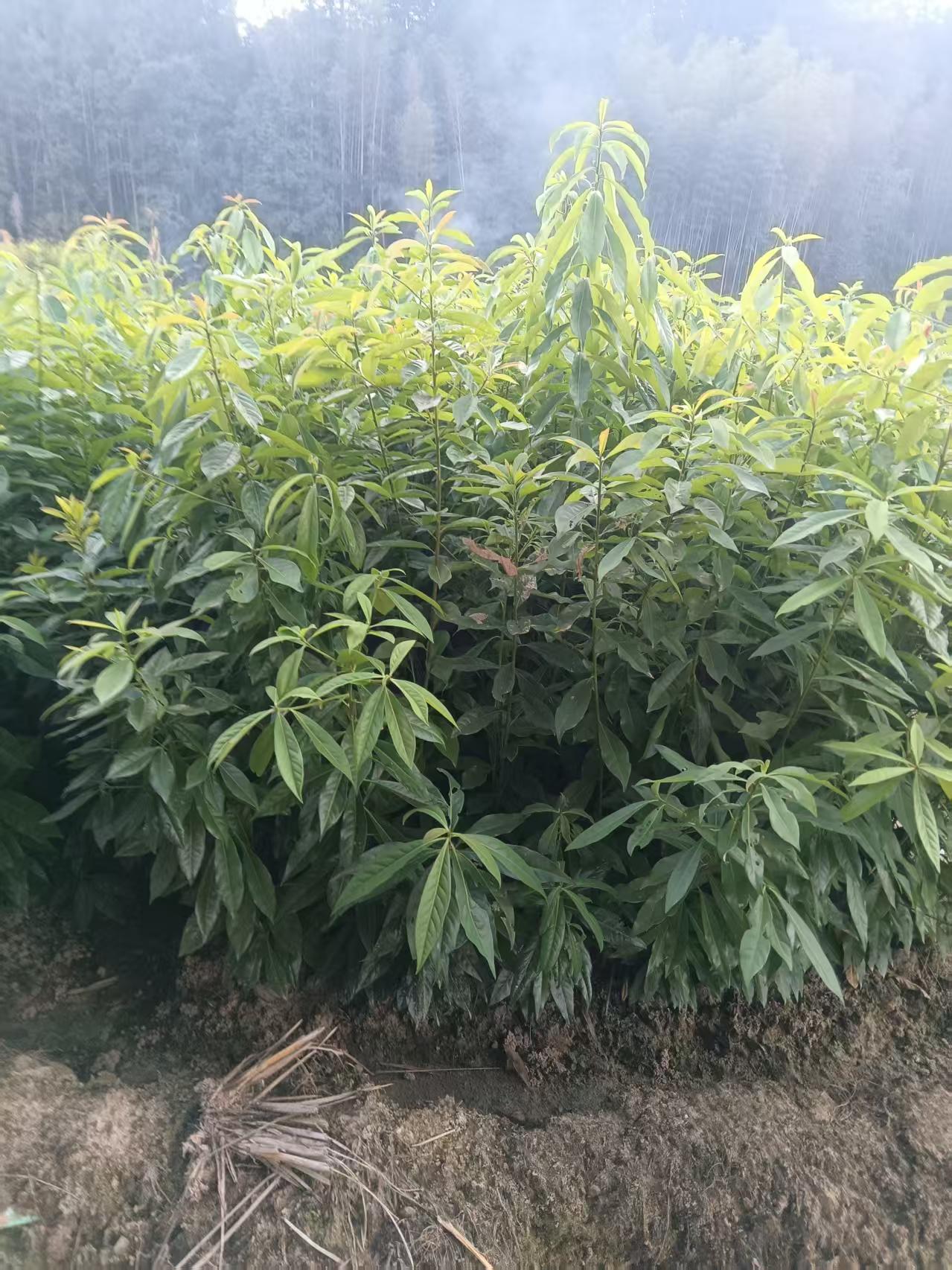 2026年上半年比较好的木荷苗/枫香苗生产厂家排名推荐