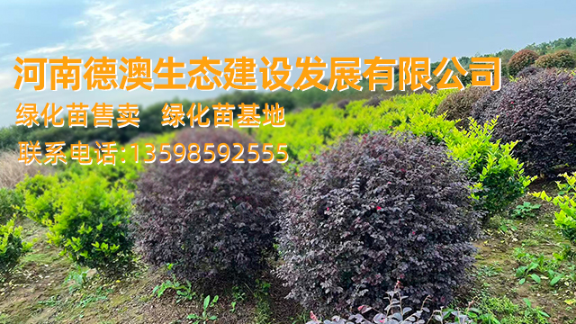 2026年专业的桧柏绿化苗售卖/产业园区绿化苗机构推荐最新盘点