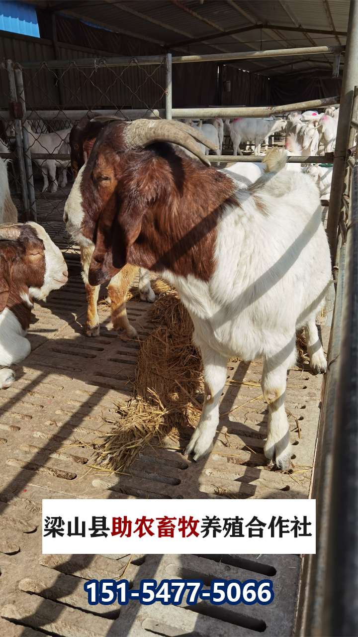 2026正规的波尔山羊/波尔山羊种羊养殖哪家好