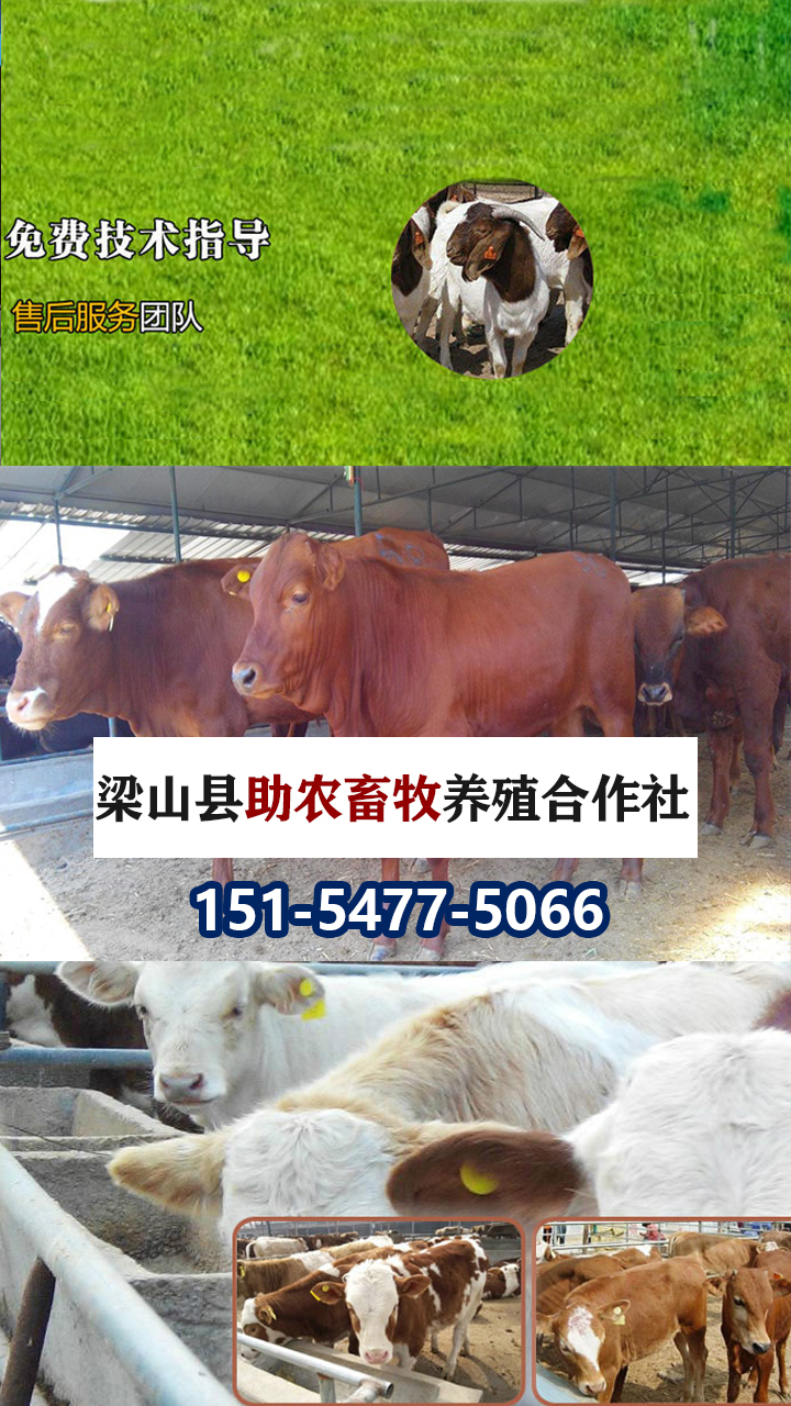 2026高性价比之选：大型改良肉牛犊养殖场怎么选