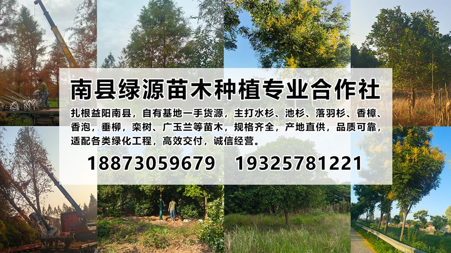 2026年益阳袋苗香樟/香橼树苗圃怎么选