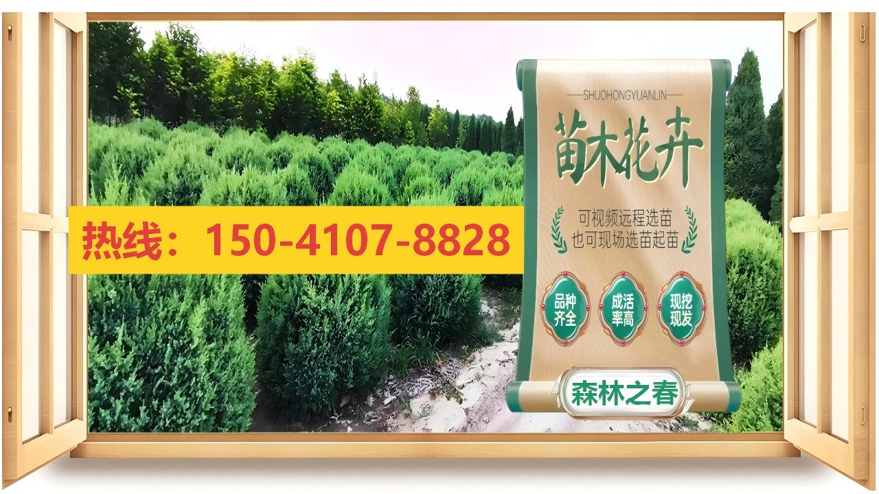 2026年焕新:黑龙江丁香球/红瑞木球基地排名最新盘点