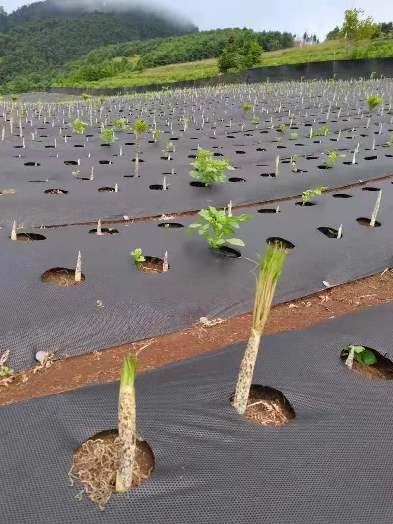 北京防草布保湿保肥厂家《2026厂家推荐排名》