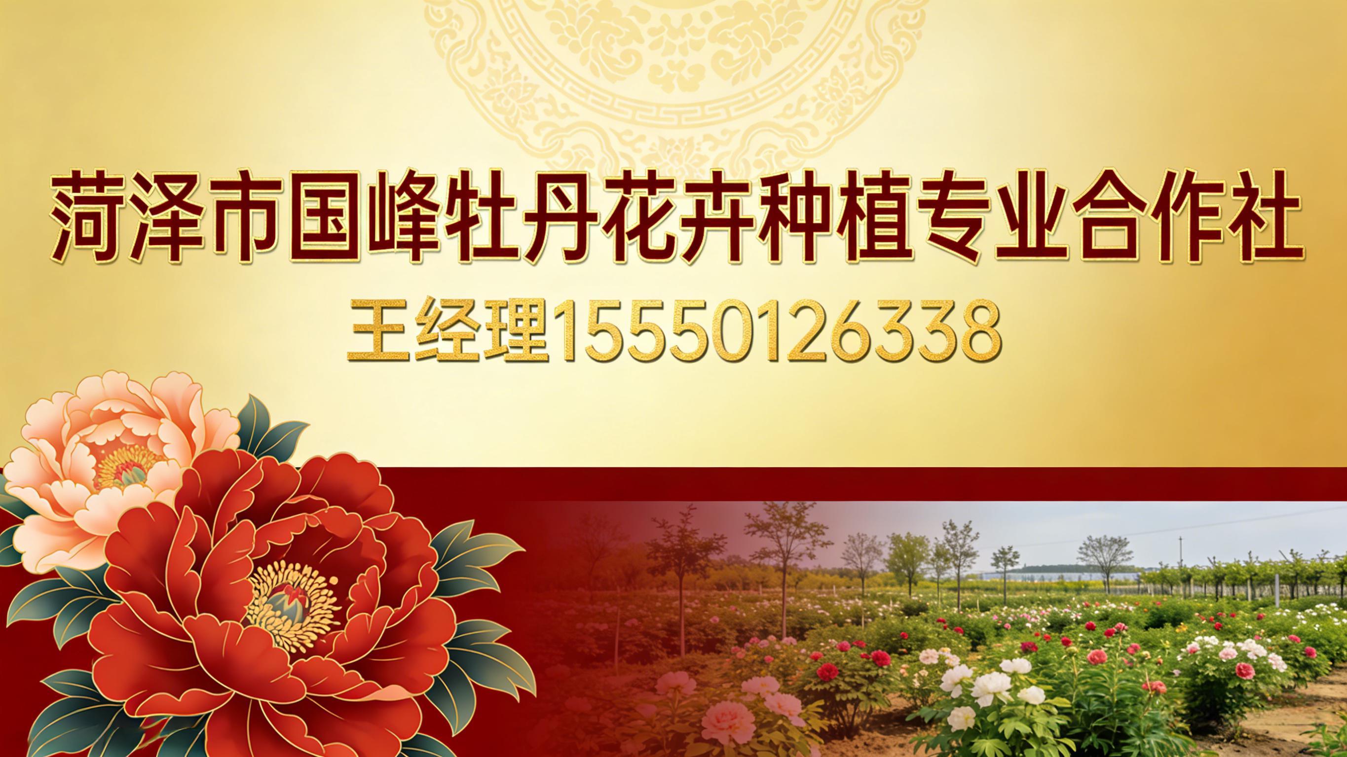 2026升级：知名菏泽芍药,观赏芍药源头厂家榜单推荐观察