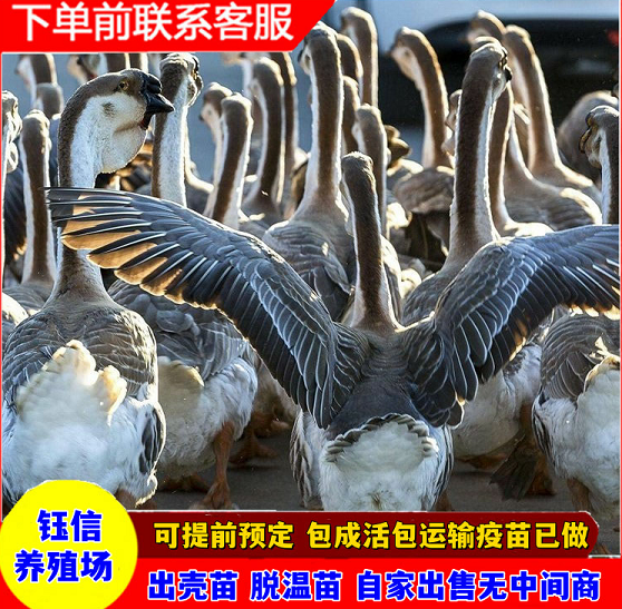 2026年焕新:比较好的种鹅苗,鹅苗孵化基地厂家推荐榜单盘点